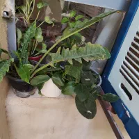 گل و گیاه طبیعی|گل و گیاه طبیعی|کرج, خرمدشت|دیوار