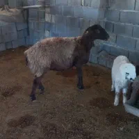 ۵ راس میش بره دار و آبستن یک راس شیشک چاق