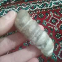 فسیل|کلکسیون و سرگرمی|مریوان, |دیوار