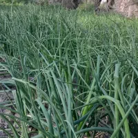 پیاز سبز (تر پیاز)