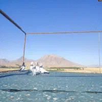 کبوتر کرمانشاهی پرشی