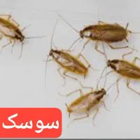 سمپاشی حشرات(سوسک کابینتی ساس موش)سم پاشی