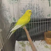 مرغ عشق نر سالم|پرنده|مشهد, حسین‌آباد|دیوار