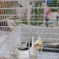 عروس هلندی،لوتینو