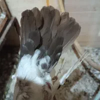 کبوتر|پرنده|اهواز, کوی منابع طبیعی|دیوار