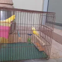 لطیفی|پرنده|خور (فارس), |دیوار