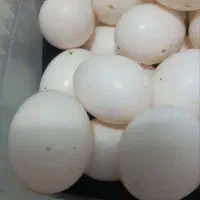 اسباب بازی طخمه کبتر