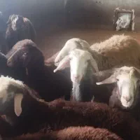 بره قوچ و بره نر و ماده پرواری|حیوانات مزرعه|اردبیل, |دیوار