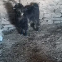 یک راس نربز تخمی نمونه