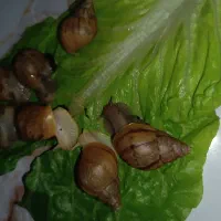 پرورش و فروش حلزون آلبینو وآچاتینا