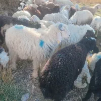 بره نیم گوشت