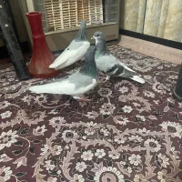 کبوتر رنگ سبز|پرنده|شیراز, فخرآباد (دروازه کازرون)|دیوار