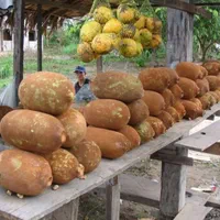 نهال های استوایی، گرمسیری و نیمه گرمسیری|حراج|بندرعباس, |دیوار