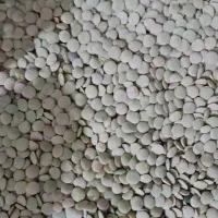 عدس امسال تازه