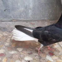 اشعل نر۱۵ پر دم  ۶ پری