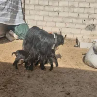 میش و بز بره|حیوانات مزرعه|تیران, |دیوار