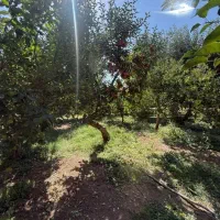 فروش-باغ-میوه-40-ساله-سند-تک-برگ
