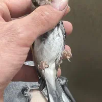 سهره|پرنده|تهران, جی|دیوار