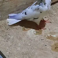 کبوتر گم شده|حیوانات|قشم, |دیوار