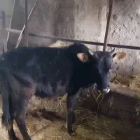 ورزاکوله چالوسی|حیوانات مزرعه|سنگر, |دیوار