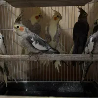 عروس هلندی مولد رام|پرنده|تهران, سازمان آب|دیوار