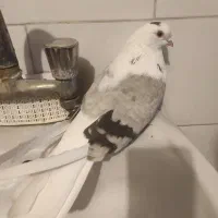 ماده دوکت سبز