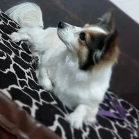 پامر اشپیتز|سگ|رباط‌کریم, نصیرشهر|دیوار