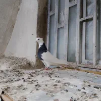 دو عدد ماده طوقی درجه یک|پرنده|اهواز, کمپلو شمالی|دیوار