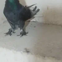 کبوتر پور اصفهان|پرنده|نجفآباد, شهدای غربی|دیوار