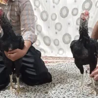 حیوان مزرعه