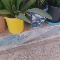 گل های شاداب و سرحال|گل و گیاه طبیعی|چابهار, |دیوار