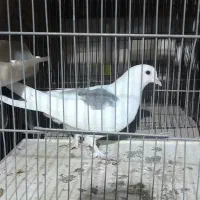 کفتر یاکبوتر|پرنده|قم, ولیعصر|دیوار