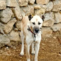 توله سگ سرابی 7ماه|سگ|اشنویه, |دیوار