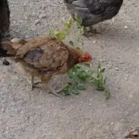 مرغ لاری پا کوتاه