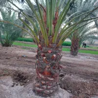 خدمات وفروش انواع درخت نخل خرما