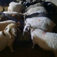 بره پلواری