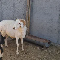 فروش سه راس قوچ داشتی و قصابی