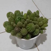 کاکتوس|گل و گیاه طبیعی|الوند, |دیوار