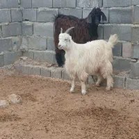 گوسفند  و بز. بزغاله. وبره