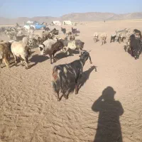 بزداشتی
