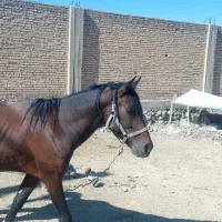 اسب|اسب و تجهیزات اسب‌سواری|بهبهان, |دیوار