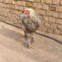 خروس و مرغ