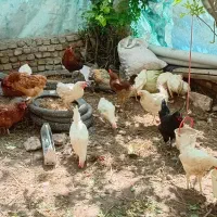 مرغ و خروس