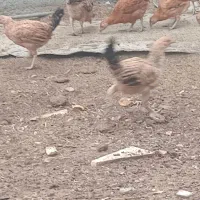 جوجه محلی شوروایی