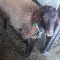 بره ماده|حیوانات مزرعه|شاهین‌شهر, گزبرخوار|دیوار