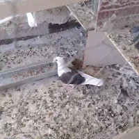 جوجه ملاقی