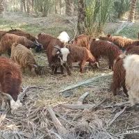 ۳۰تاکهره نر روهم جفتی ۱۲۵۰۰|حیوانات مزرعه|خشت, |دیوار