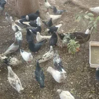 فروش کبوتر|پرنده|میناب, |دیوار