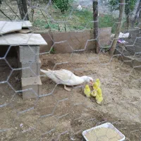 مادر و  ۵ تا  جوجه اردک  خارجی|حیوانات مزرعه|نکا, |دیوار