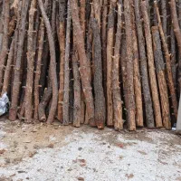 خرید و فروش چوب|خدمات باغبانی و درختکاری|جاجرود, |دیوار